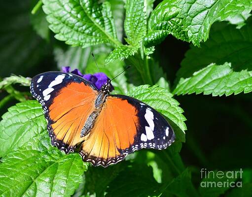 Orange Butterfly Print