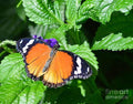 Orange Butterfly Print