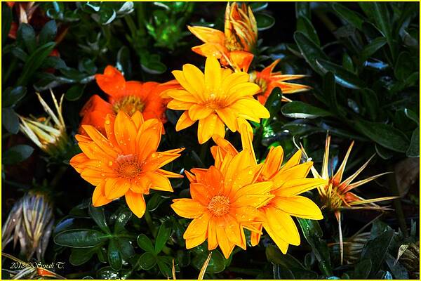 Orange Radiance Print