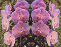 Orchids Galore Print