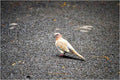Oriental Turtle Dove Print