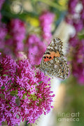 Painted Lady Profile Print