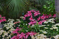 Palms And Flowers Print