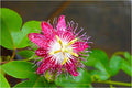 Passiflora In Coral Pink Print