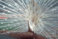 Peacock Dancing- Shot On Film Print