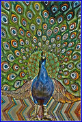 Peacock Mural Print