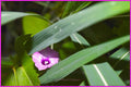 Peeking Flower Print