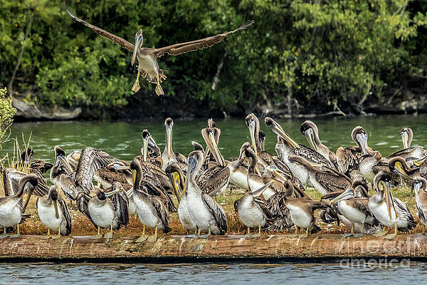 Pelican Party Print