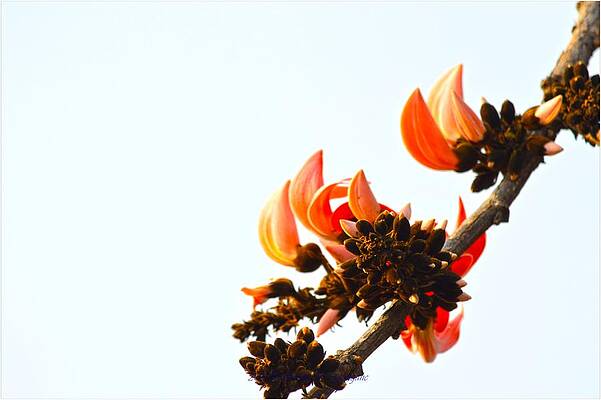 Perfect Peach Print