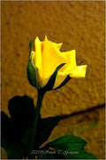 Petals In Yellow Print