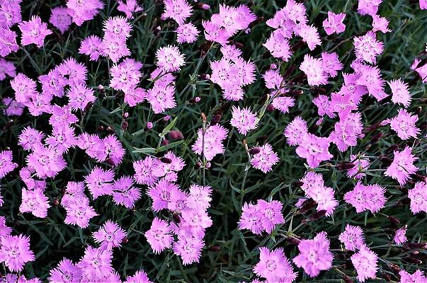 Pinks Print