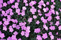 Pinks Print