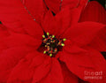 Poinsettia Vision # 1 Print