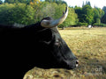 Profile Portrait Of Black Beauty Print