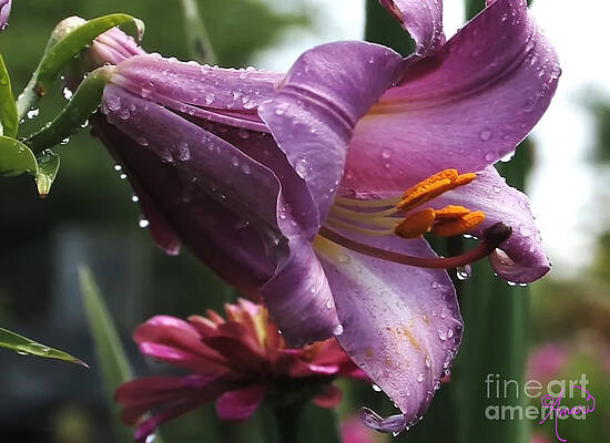 Purple Daylily Print