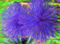 Purple Flowers Print