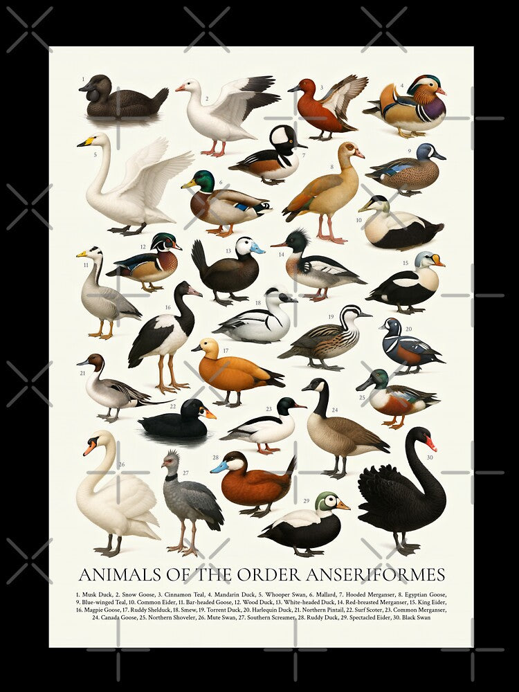 Anseriformes (Duck Goose Swan) Wildlife Retro Identification Chart by kakarikihill