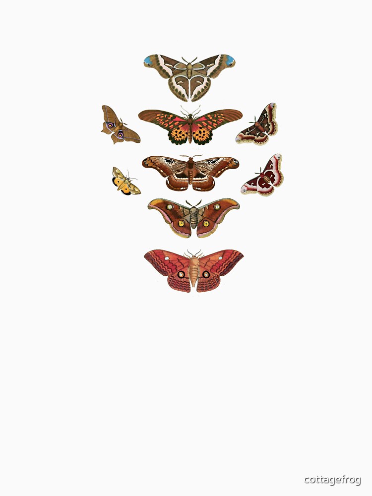 moth collection by cottagefrog