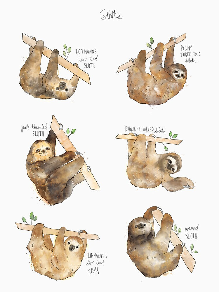 Sloths by Amy Hamilton