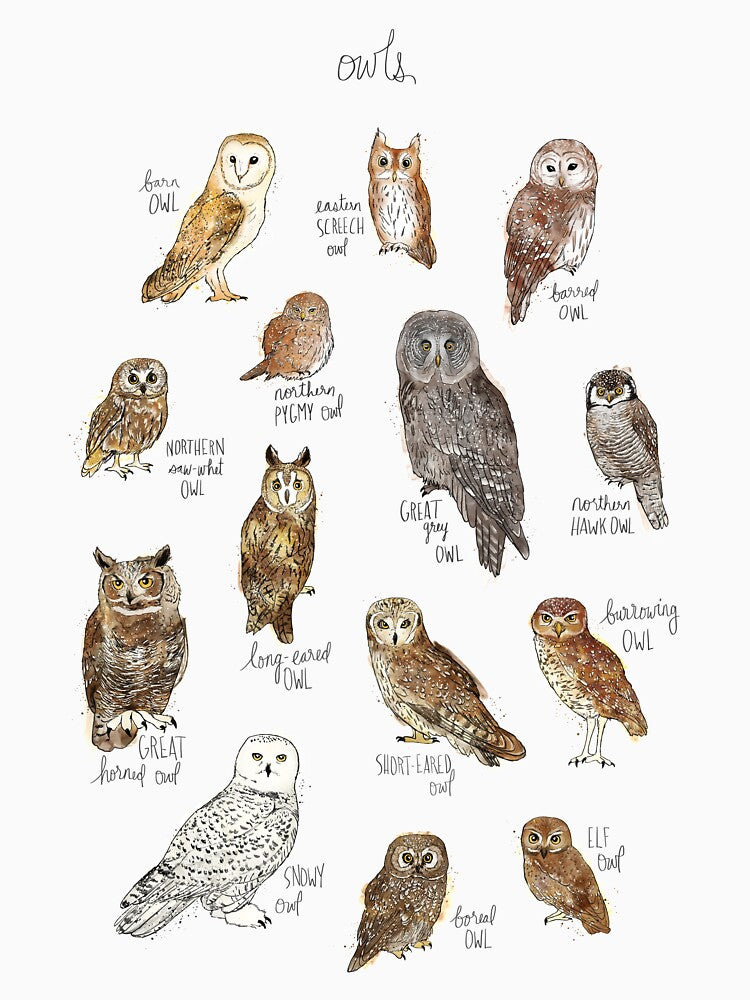 Owls by Amy Hamilton