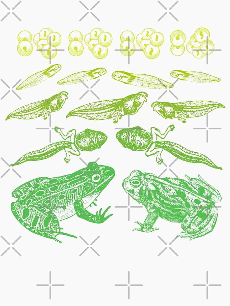 Vintage Frog Tadpole Life Cycle: A Gremlincore Goblincore Design for Biology Teachers, Nature Students and Amphibian Art Enthusiasts by MinistryOfFrogs