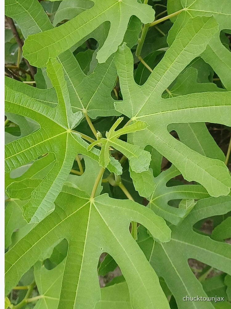 Fig Tree Leaves Closeup Photo by chucktownjax