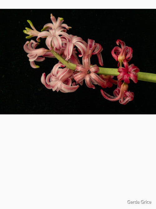 Aging But Still Beautiful Hyacinth by Gerda Grice Photography