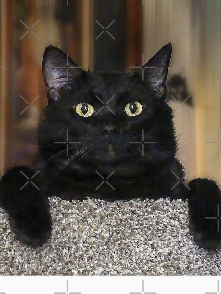 Black Cat by Frankie Cat Photography