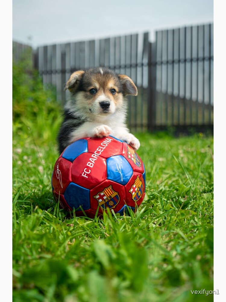 Dog on soccer ball by vexifyon1