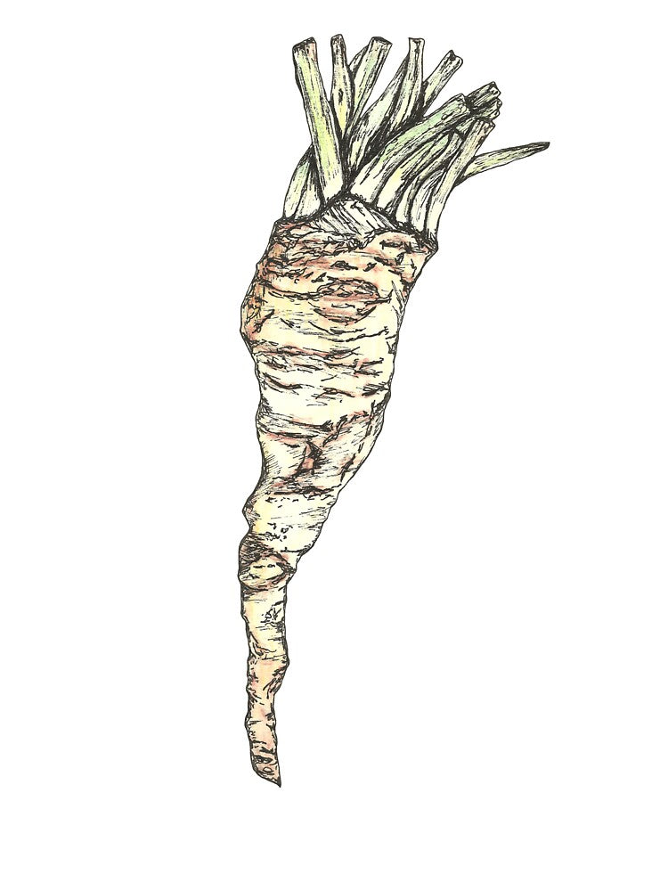 Horseradish by SerenSketches