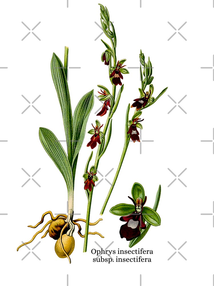 Ophrys insectifera, One Beautiful Bee Orchid by GreenVerseStore