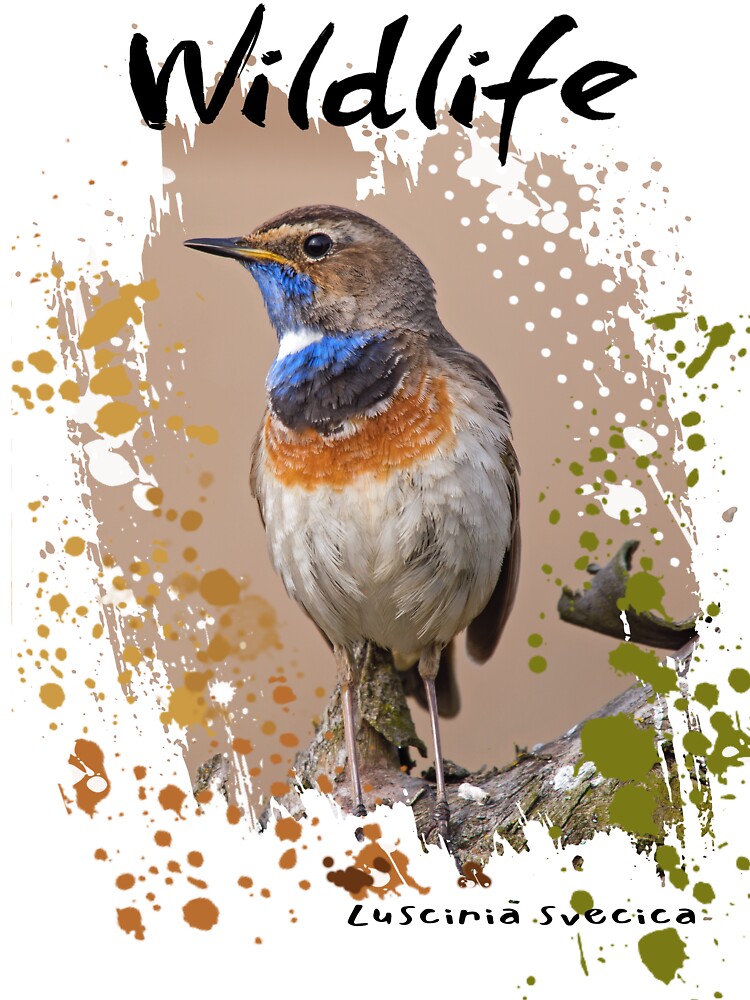 Wildlife Bluethroat on White by Green Bird Design