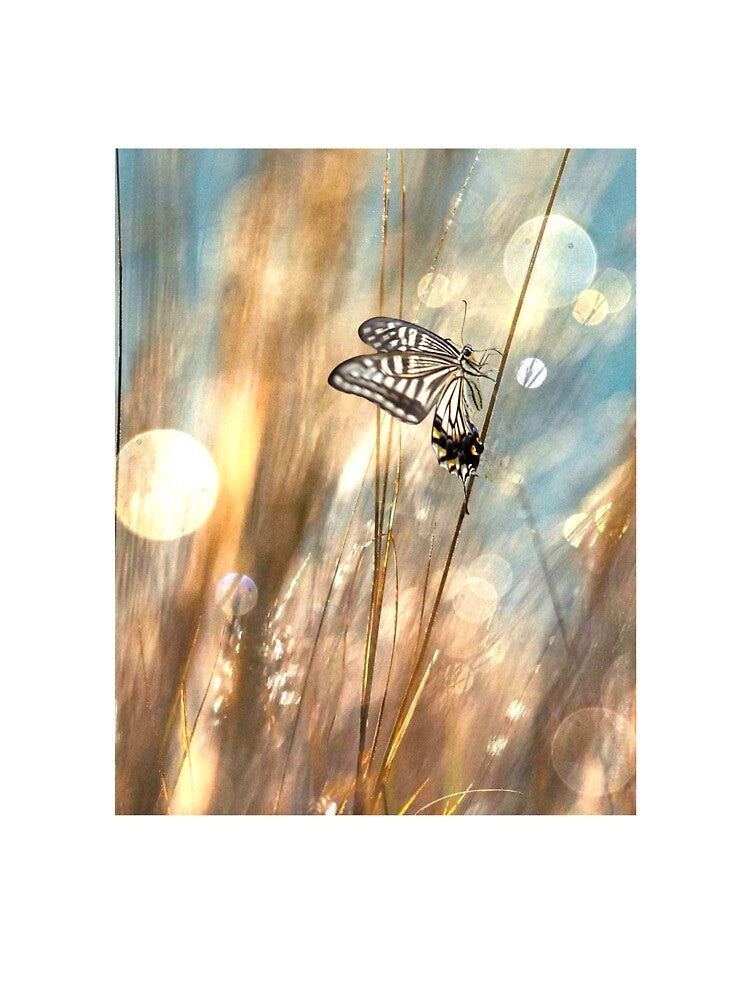 Flutter by by DerekEntwistle