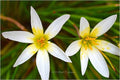 Rain Lilies Print