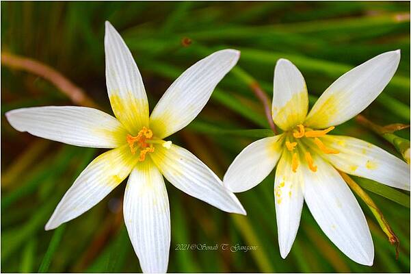 Rain Lilies Print