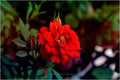 Raindrops On Red Print