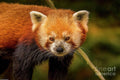 Red Panda Portrait 6 Print