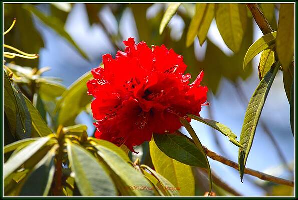 Red Rhododendron Print