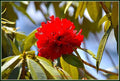Red Rhododendron Print