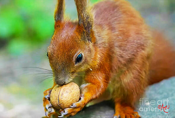 Red Squirrel Print