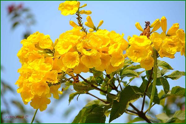 Refreshing Yellows Print