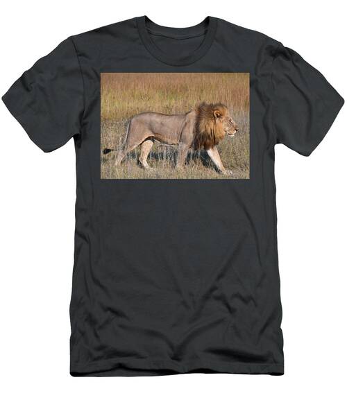 Regal Male Lion Walking In Botswana Africa T-Shirt