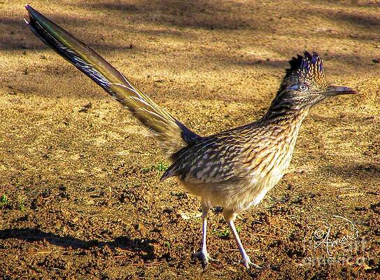 Roadrunner Print