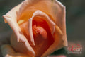 Rose Bonnet Print