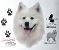 Samoyed Dog Breed Graphic T-Shirts New History of Samoyed Shirts Free Shipping