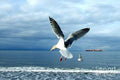 Seagulls In Flight Fowls Of The Air Print