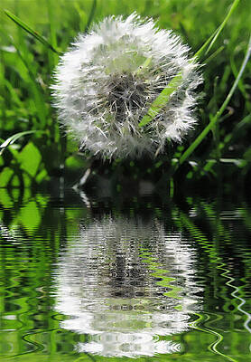 Seeding Love Print