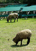 Sheep Grazing 2 Print