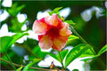 Showered Flower Print