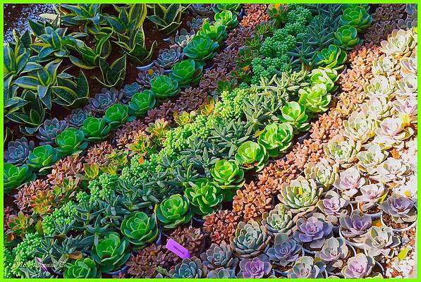 Succulent 1 Print